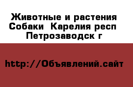 Животные и растения Собаки. Карелия респ.,Петрозаводск г.